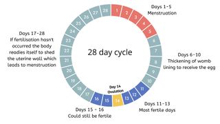 image of a 28 day cycle to illustrate ovulation calculator