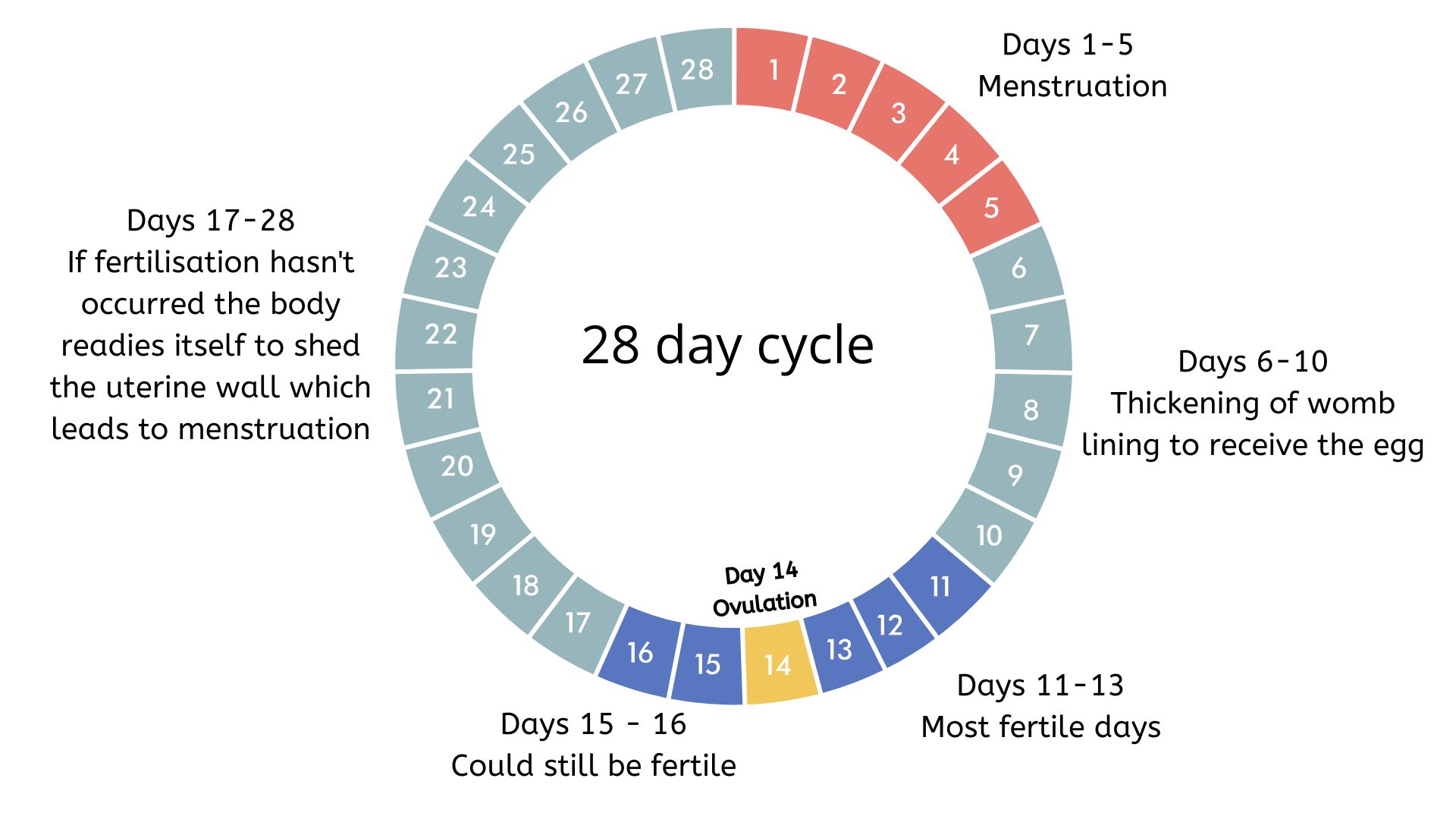 Delivery Date Based On Ovulation At Stefanie Norton Blog
