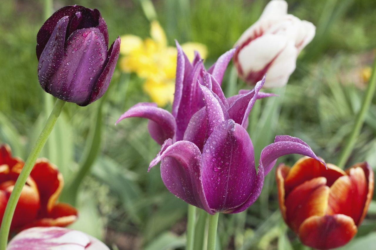 Water Droplets On Tulip Flowers