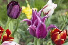 Water Droplets On Tulip Flowers