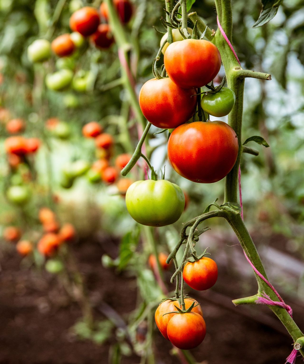 How to make compost — 8 easy steps gardening pros all use | Real Homes