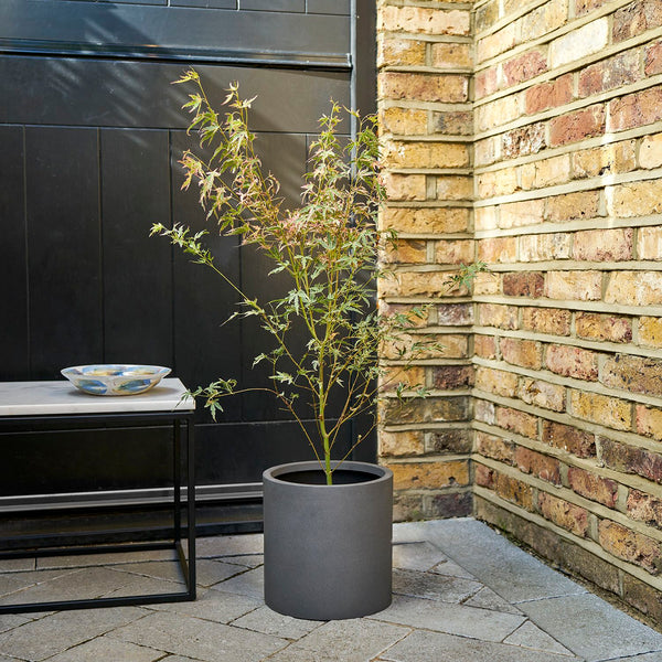 Acer Palmatum 'taylor'