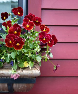 window box with red pansies