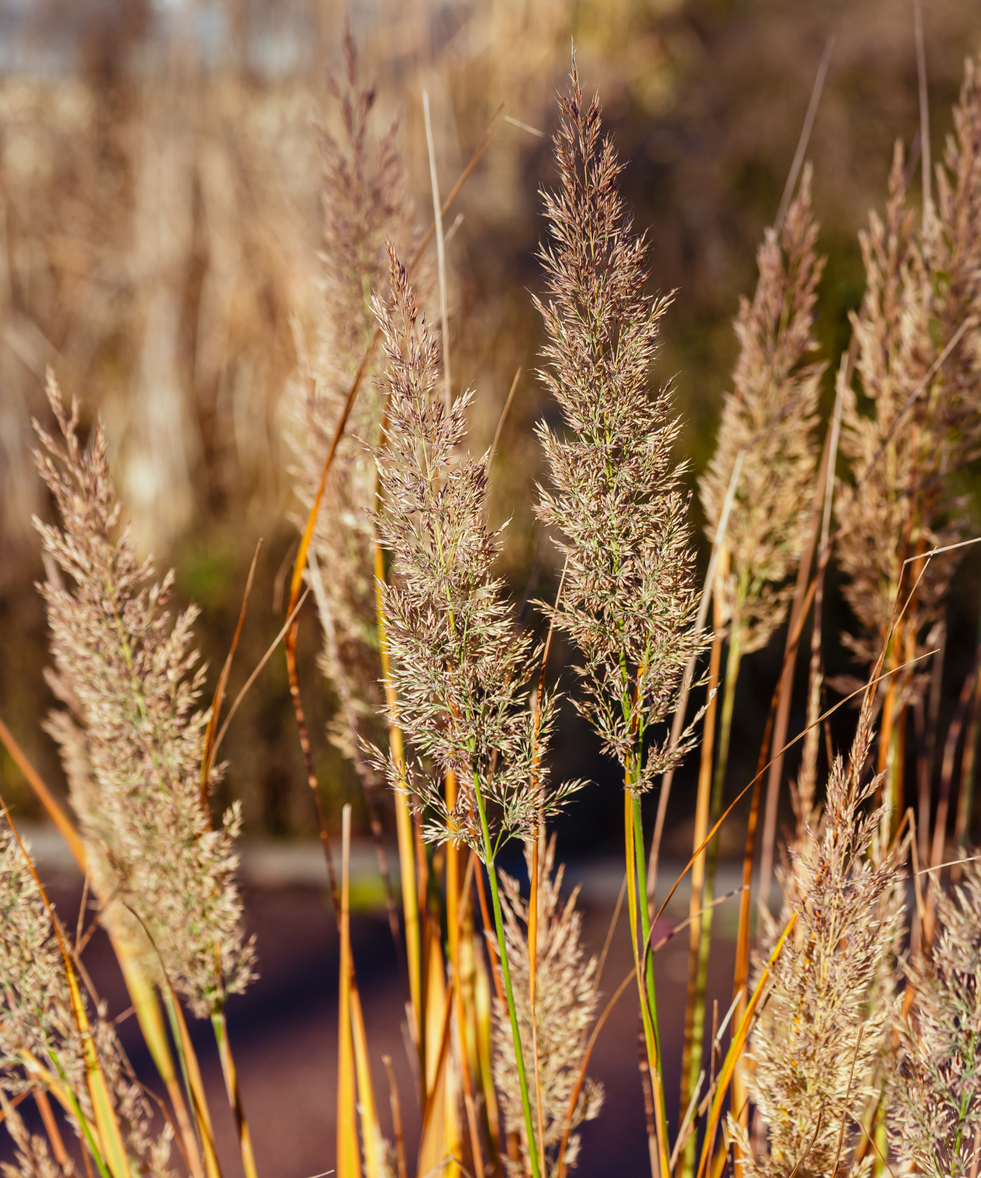 Calamagrostis grass