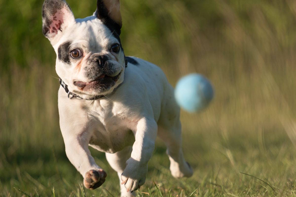A French Bulldog puppy chasing a ball