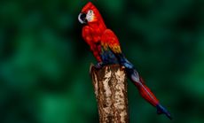 Parrot woman