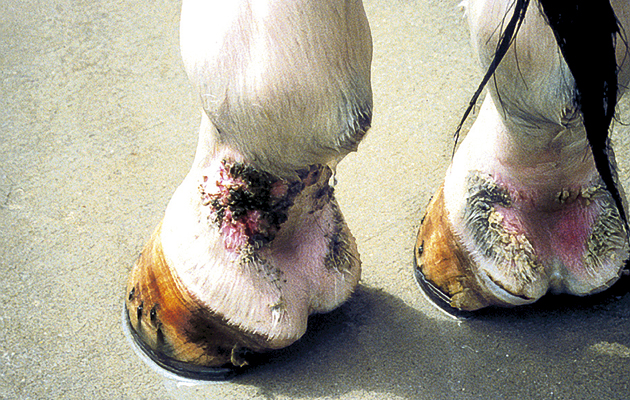 mud fever feet and legs