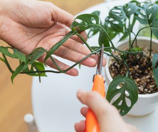 Monstera cutting