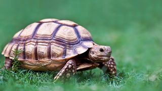 Russian Tortoise