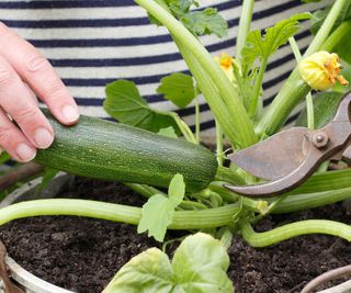 Cutting a zucchini from a plant using pruners