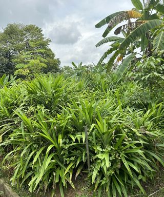 Long leaves of the pandan plant