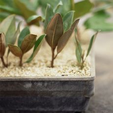 Many magnolia cuttings in a growing tray
