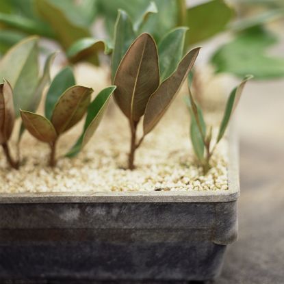 Many magnolia cuttings in a growing tray