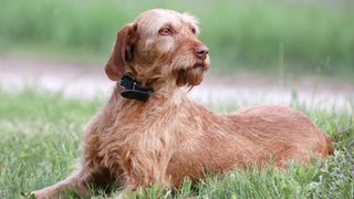 Wirehaired Vizsla