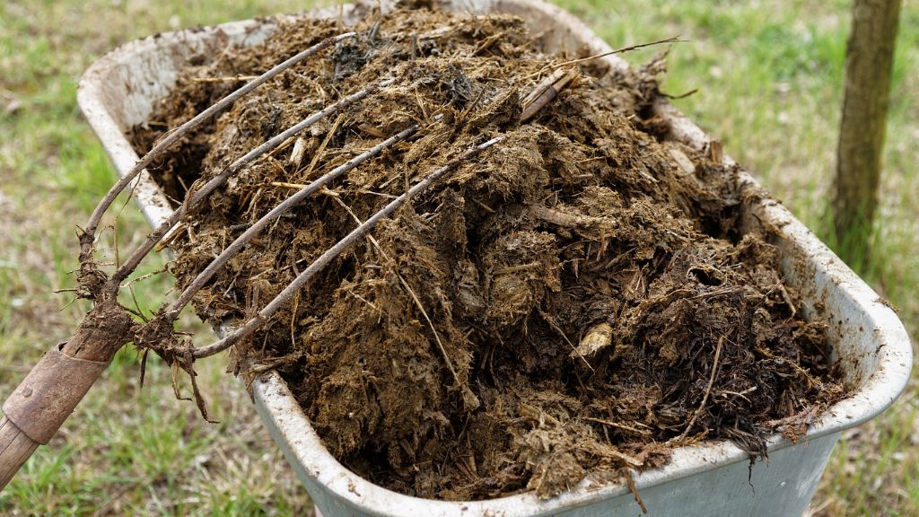 Manure in a wheelbarrow