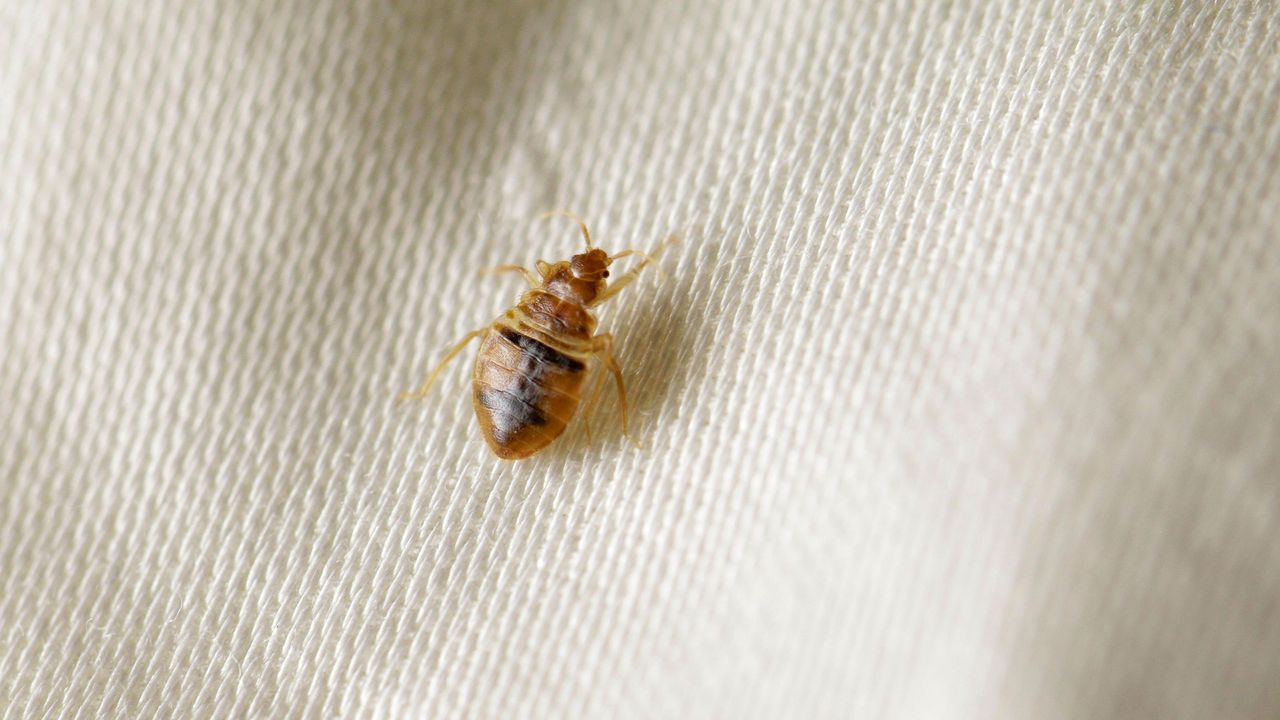 bed bug on fabric