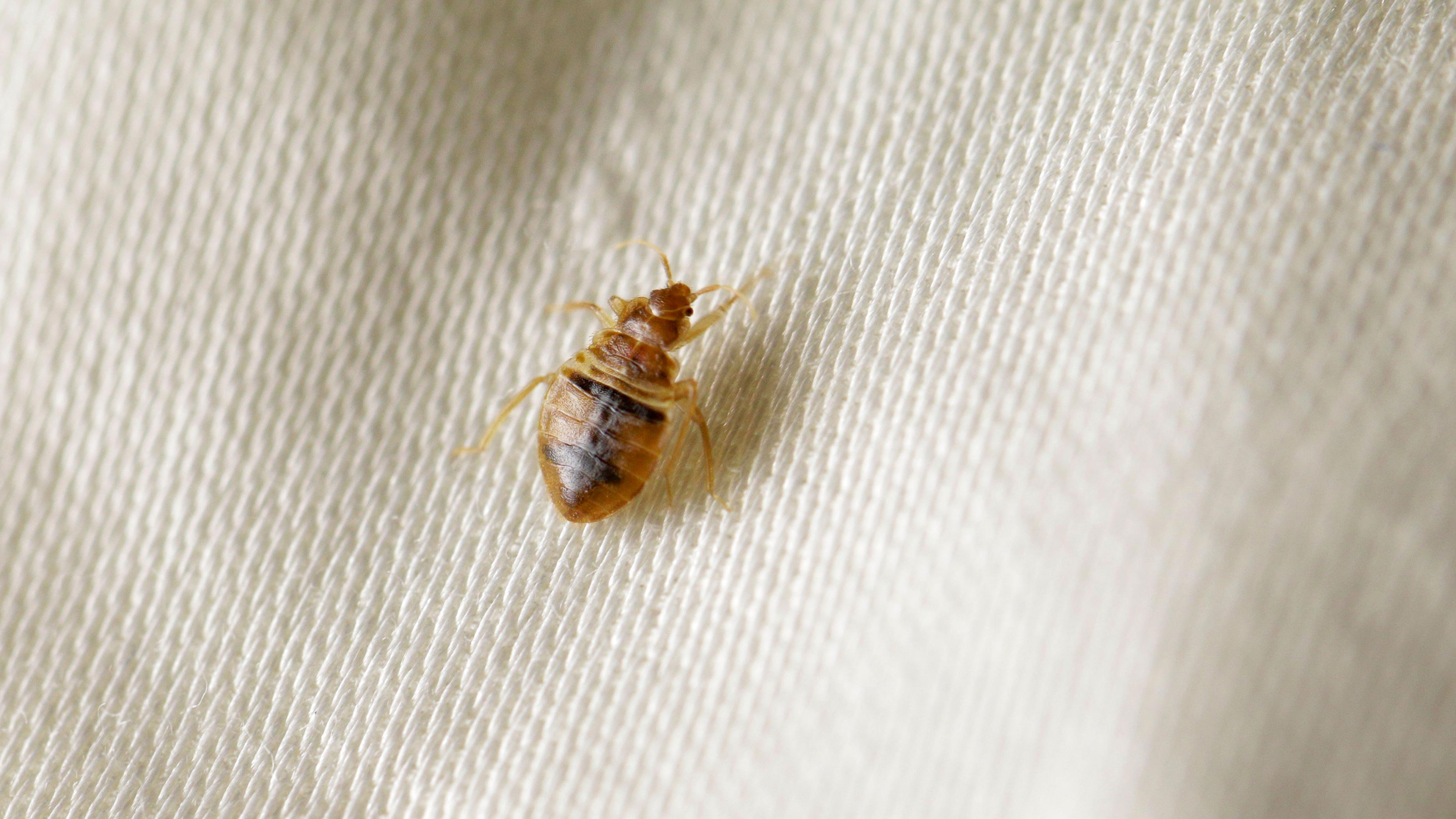 What is the main cause of bedbugs? Pest experts explain