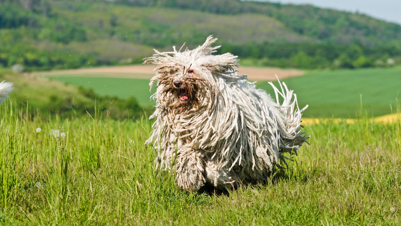 Dog facts: the Hungarian Sheepdog, Komondor running in a meadow