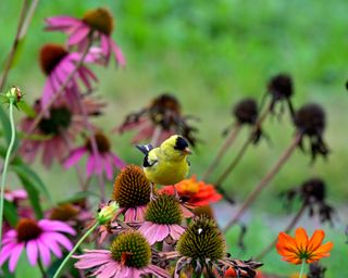 American gold finch perching on cone flowers