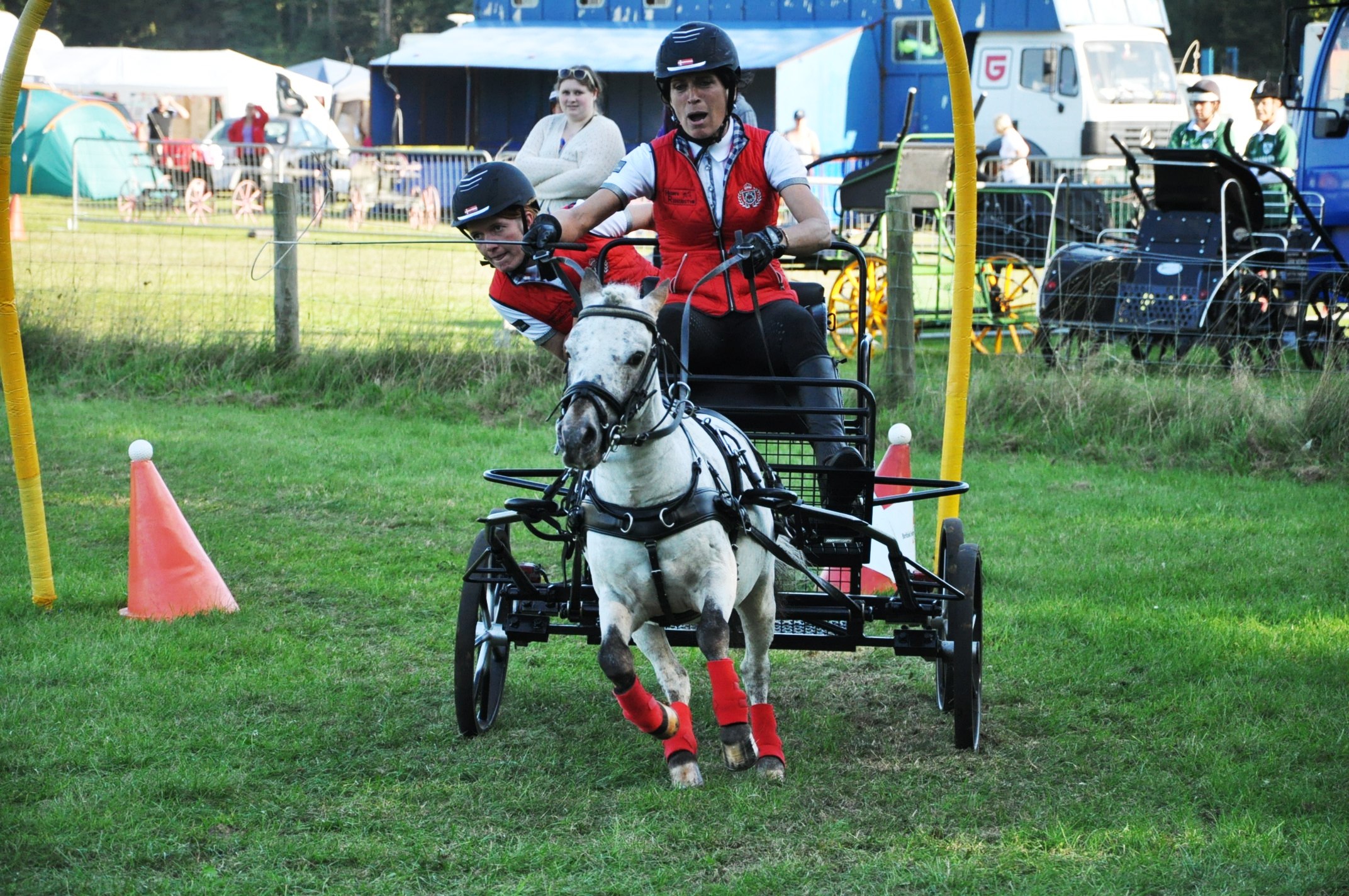 Danish driver Henriette Bendorff&amp;rsquo;s super small stallion Maxi