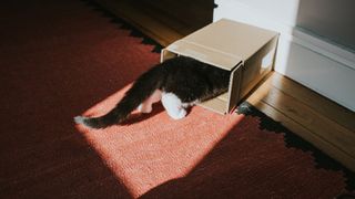 Cat investigates a box