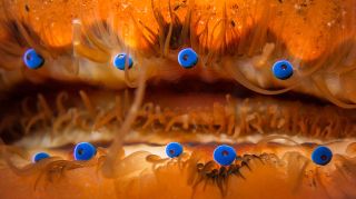 A close-up image reveals a scallop's strange blue eyes.