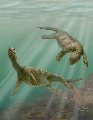 A half-shell turtle species that swam in China s coastal waters 220 million years ago is the oldest turtle known to date. It had a belly shell, but its back was basically bare of armor. The ancient aquatic turtle, Odontochelys semitestacea, swam in the co