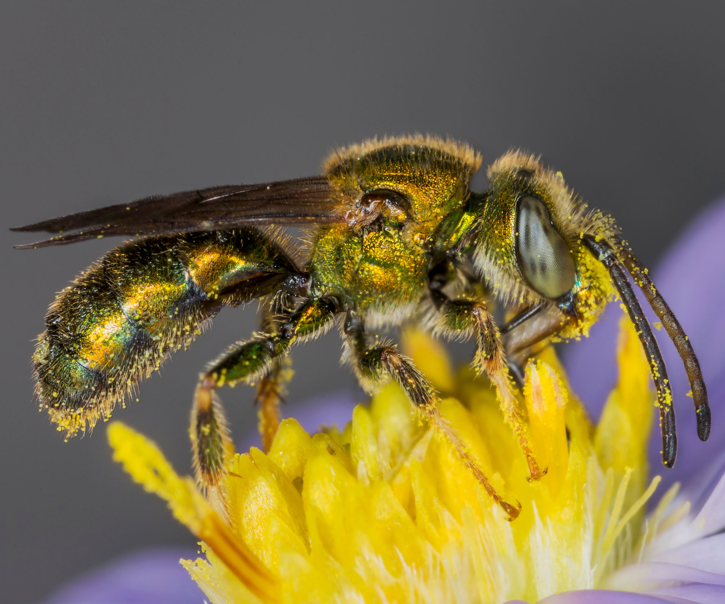 sweat bee on yellow center of purple flower