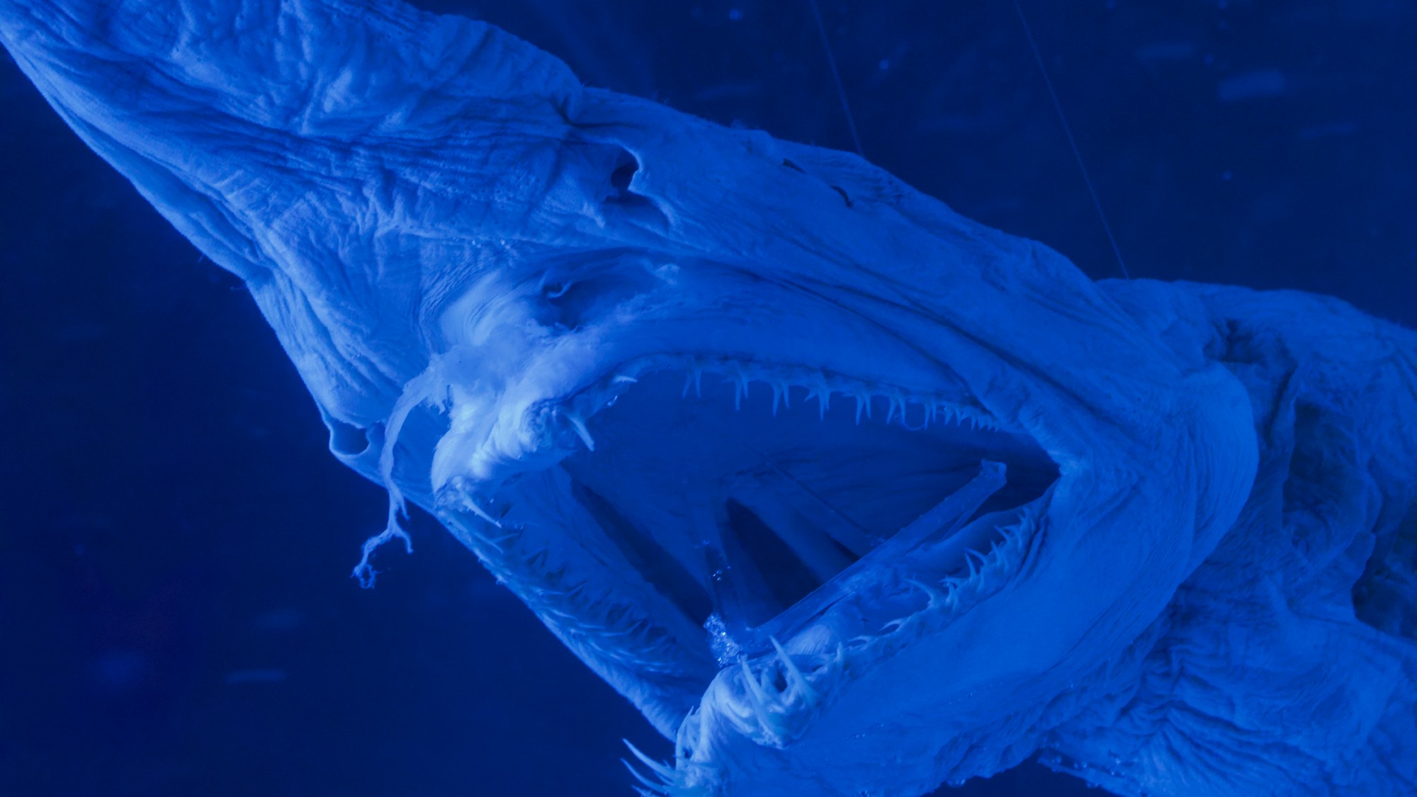 A preserved goblin shark carcass
