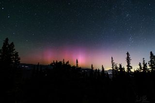 a delicate band of pink and red northern lights stretch across the center of the image. Silhouettes of trees are in the foreground.