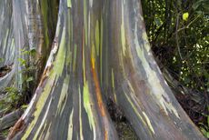 Large Rainbow Eucalyptus Tree