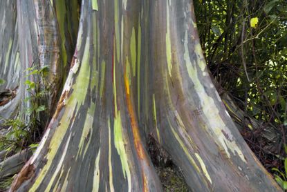 Large Rainbow Eucalyptus Tree