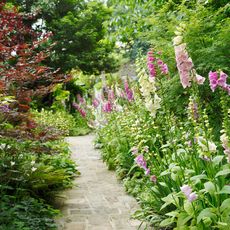 garden pathway and flowering plants