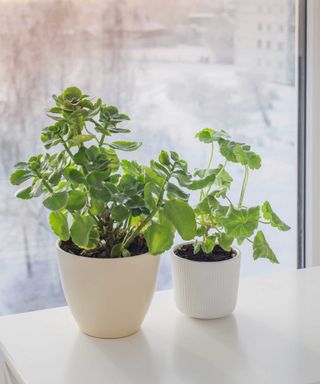 houseplants on window sill