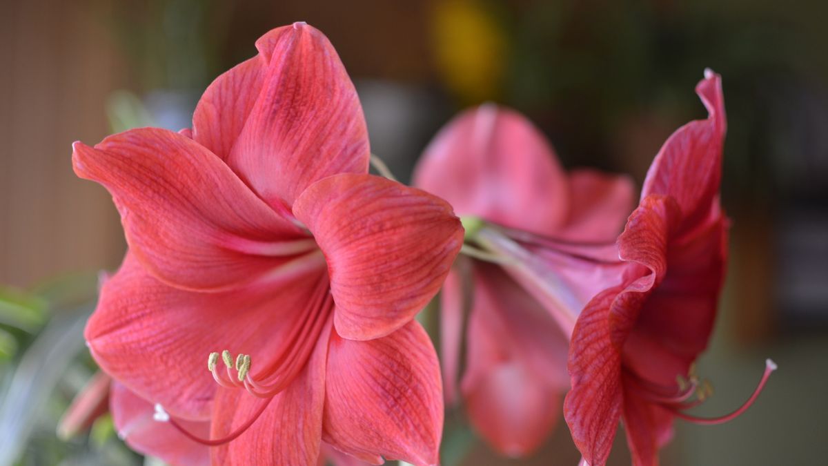 When to cut back amaryllis leaves expert tips Homes & Gardens