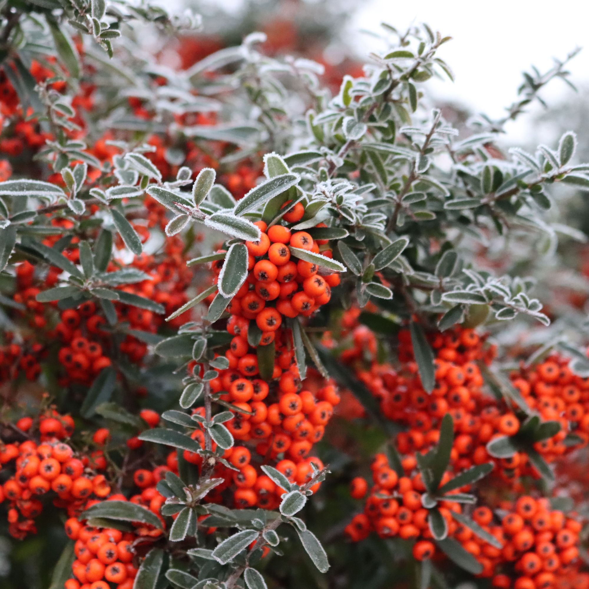 winter berry-bearing plant