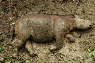 Puntung enjoys a mud wallow in healthier days at the Tabin Wildlife Reserve in Malaysia.
