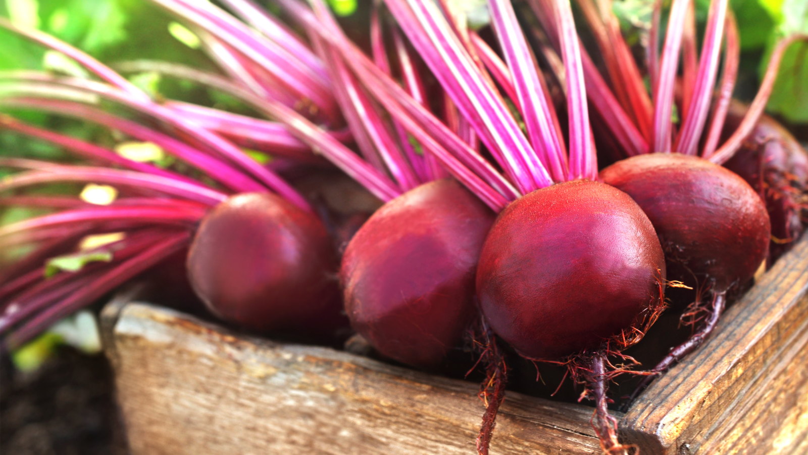 Freshly harvested red beetroot in a wooden crate