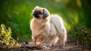 Tibetan spaniel on path