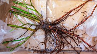 A bar root plant arriving in a box and sheet of plastic with exposed roots, no soil