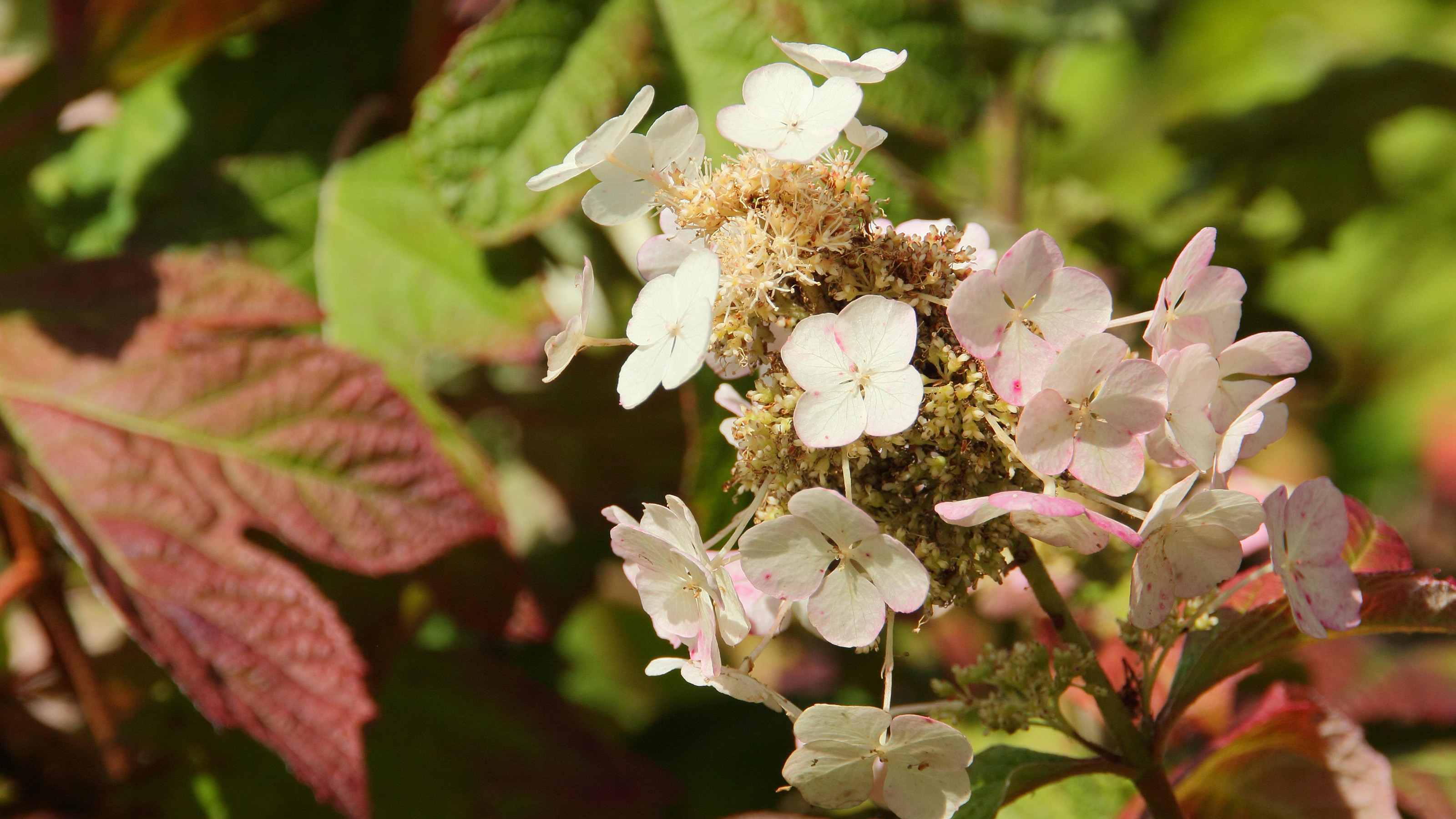 Oak-leaved hydrangea (hydrangea quercifolia) &#039;Snow Queen&#039; displaying conical flower panicles and maturing deep red foliage in an English garden
