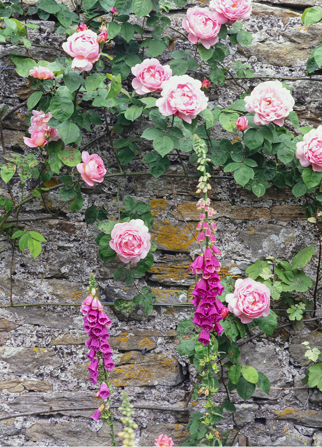 Pink climbing rose trained to grow horizontally in a walled garden