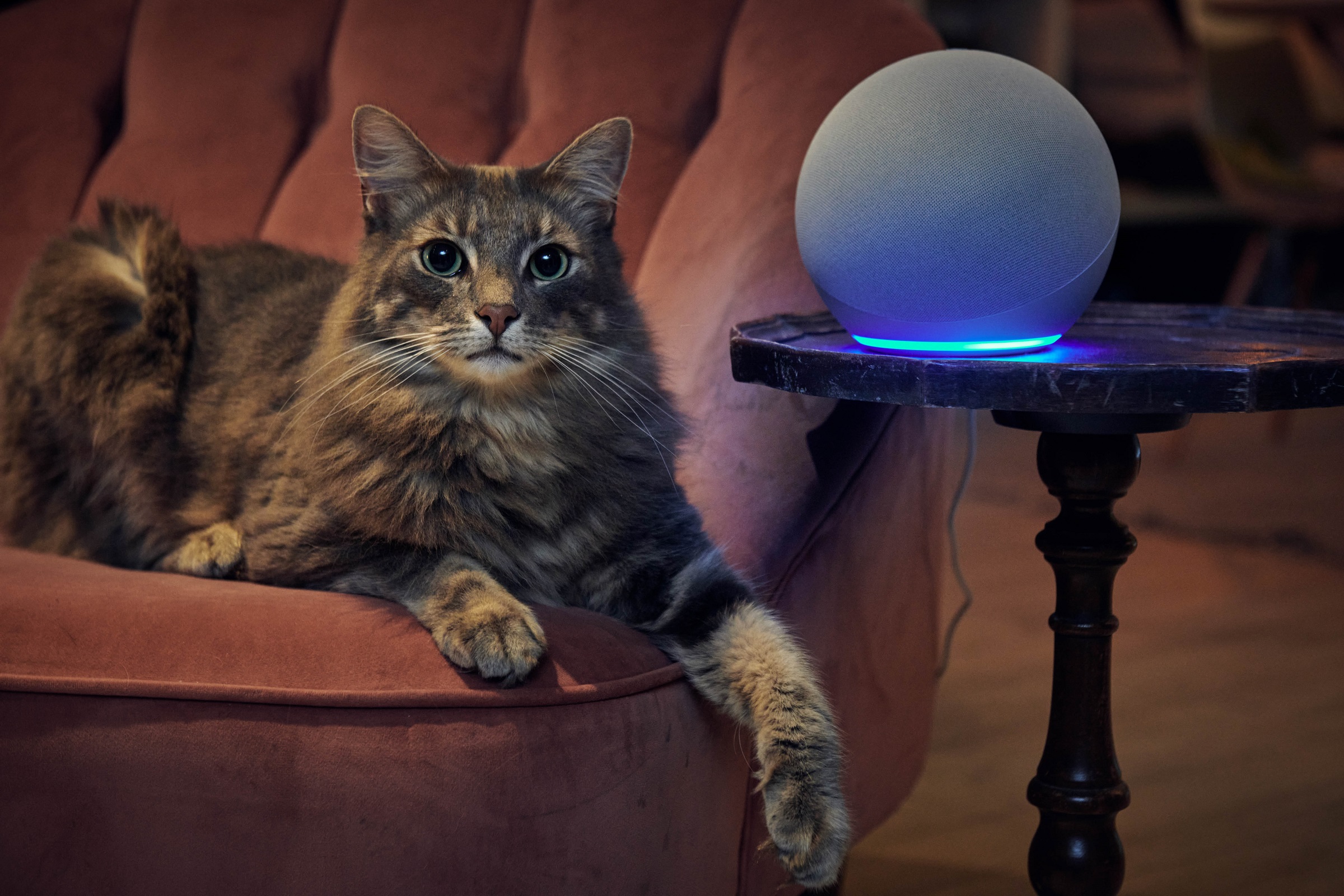 Amazon Alexa kann Haustiere während der Feuerwerksnacht beruhigen