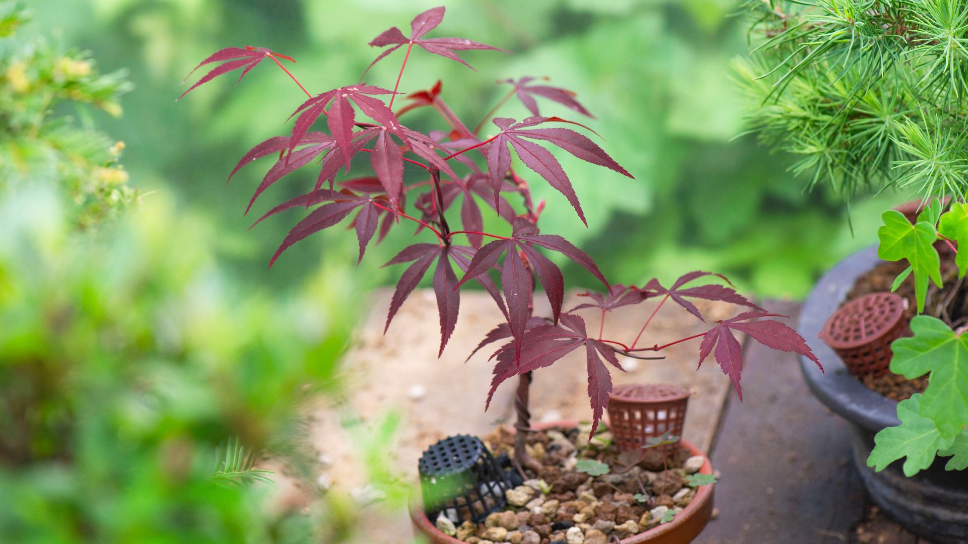 picture of young acer sapling growing in terracotta pot in garden