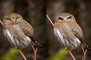 Two photos of a northern pygmy owl. One shows the owl's face and the other shows the back of its head with two eye-like circles on the back made from feathers.
