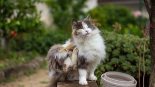 Cat sitting down outside and using its back leg to itch its neck