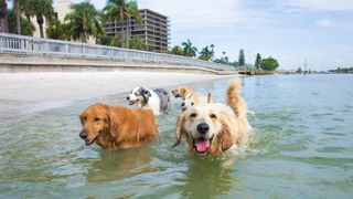 Dogs swimming together at the beach