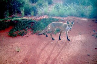 Feral foxes get routinely photographed on motion triggered cameras located in research sites across Australia.