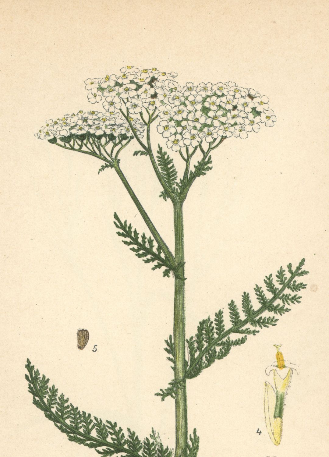 Yarrow