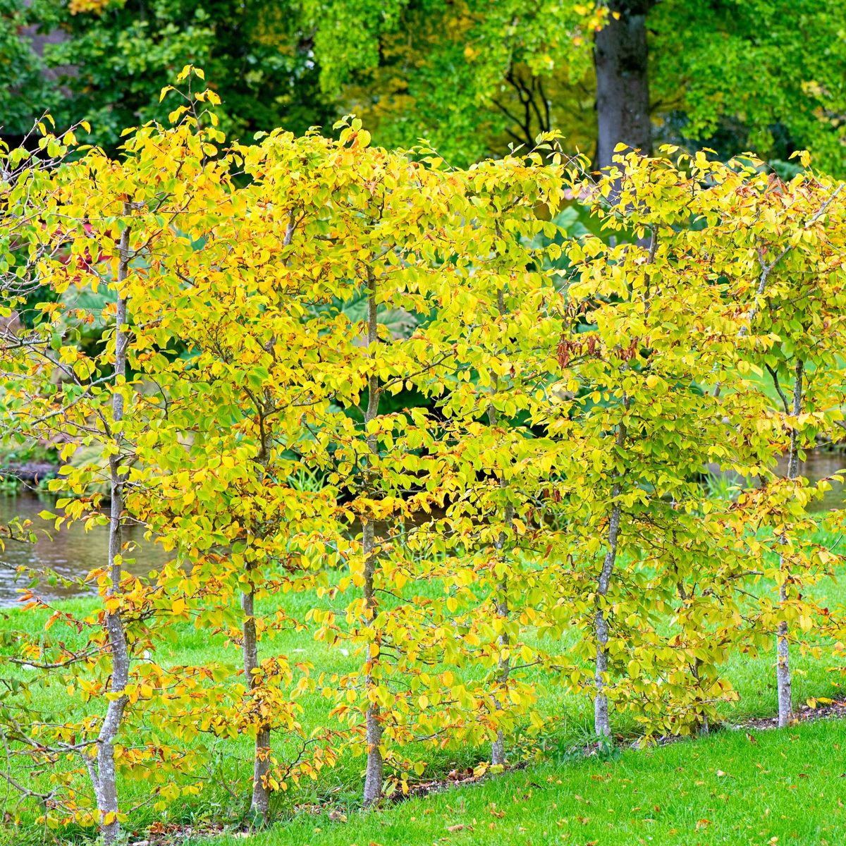 N'ignorez jamais les feuilles tombées de cet arbre, à moins que vous ne vouliez risquer qu'elles tuent votre gazon.